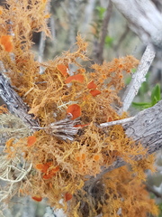 Teloschistes puber