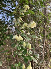 Clematis cirrhosa