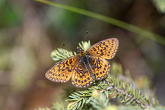 Boloria eunomia