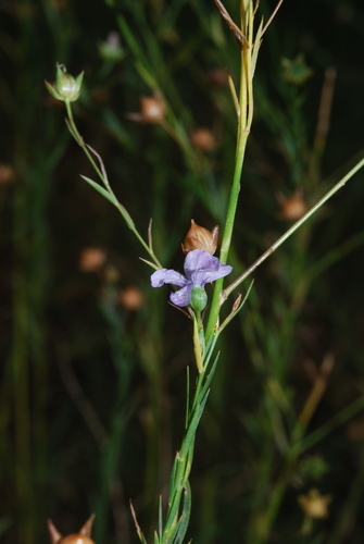 Linum bienne iNat (2)
