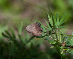 Callophrys augustinus