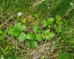 Rubus arcticus acaulis
