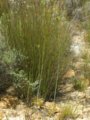 Lichtensteinia trifida trifida