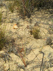 Tritoniopsis nervosa