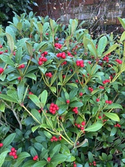 Skimmia