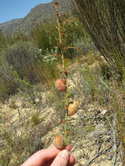 Tritoniopsis nervosa