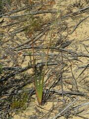 Tritoniopsis nervosa