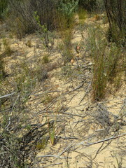 Tritoniopsis nervosa