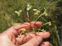 Tritoniopsis nervosa
