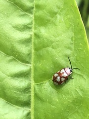 Omophoita magniguttis