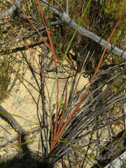 Tritoniopsis nervosa