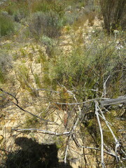 Tritoniopsis nervosa