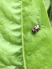 Omophoita magniguttis