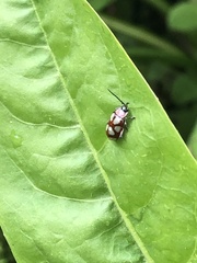 Omophoita magniguttis