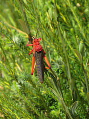 Phymateus morbillosus