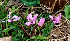 Cyclamen persicum
