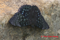 Dichorragia nesimachus nesimachus