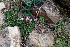 Cyclamen persicum