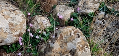 Cyclamen persicum