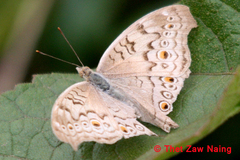 Junonia atlites atlites