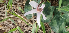 Cyclamen persicum