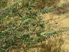 Macrostylis barbigera