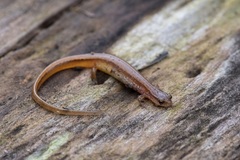 Eurycea chamberlaini