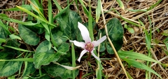 Cyclamen persicum