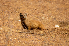 Cynictis penicillata