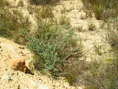 Macrostylis barbigera