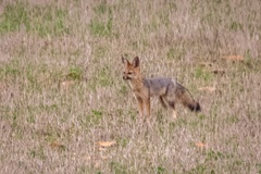 Vulpes chama