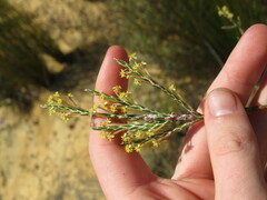 Struthiola leptantha