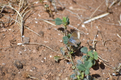 Theclinesthes serpentata