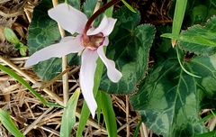 Cyclamen persicum