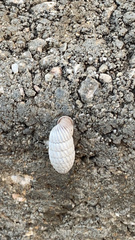 Cerion uva knipensis