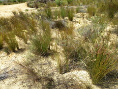 Struthiola leptantha