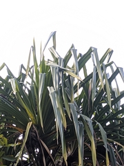 Pandanus furcatus