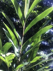 Alpinia uraiensis