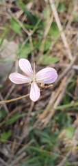 Dianthus strictus