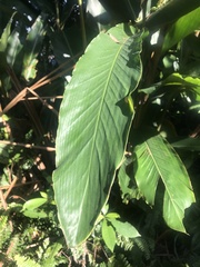 Alpinia uraiensis