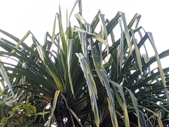 Pandanus furcatus