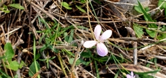 Dianthus strictus