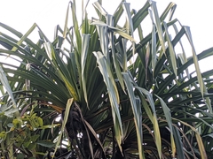 Pandanus furcatus