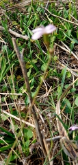 Dianthus strictus