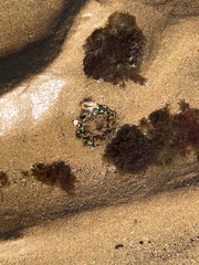 Anthopleura fuscoviridis