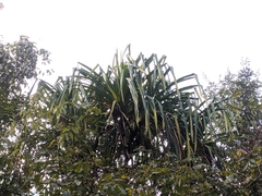 Pandanus furcatus