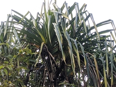 Pandanus furcatus