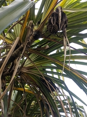 Pandanus furcatus