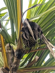 Pandanus furcatus