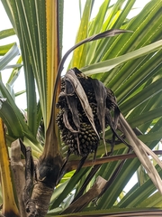 Pandanus furcatus